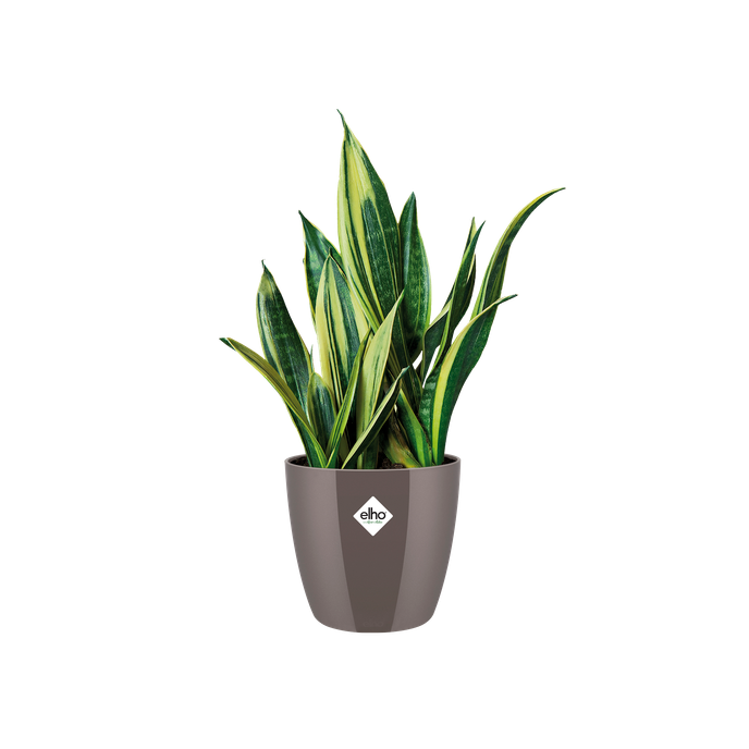 brussels diamond rond 25cm oyster pearl